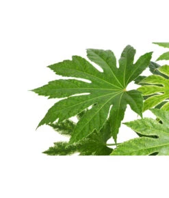 Zimmeraralie - Fatsia Japonica Variegata 'Spider's Web' -Gardena Store 8737868 WE DE 001 ZimmeraralieSpidersWeb