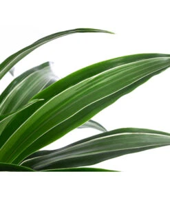 Drachenbaum - Dracaena 'White Stripe', In Keramik -Gardena Store 8742520 WE DE 004 DracaenaDeremensisWhiteStripeT21 MonatsangebotMai2022