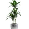 Drachenbaum - Dracaena 'White Stripe', In Keramik -Gardena Store 8742520 WE FS 001 DrachenbaumWhiteStripeinKeramikT21
