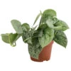 Silberne Efeutute 'Silvery Ann' - Scindapsus Pictus -Gardena Store 8745481 WE FS 001 EfeututeScindapsusPictusSilveryAnnT11