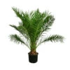 XXL Kanarische Dattelpalme, Ca. 170 Cm -Gardena Store 8753063 WE FS 002 PhoenixCanariensis70L DattelpalmeXXL