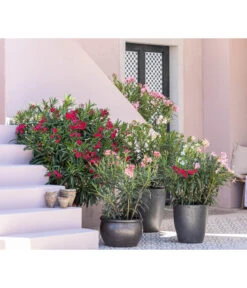 Dehner Keramik-Topf Bavaria, Bauchig -Gardena Store 8753139 WE MO 001 OleanderNeriumOleander