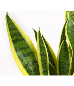 Bogenhanf - Sansevieria Trifasciata Var. Laurentii 11 Bogenhanf - Sansevieria Trifasciata Var. Laurentii -Gardena Store 8760076 8267932 8267973 BE DE 001 SchwiegermutterzungeT11DehnerExpressHerzig