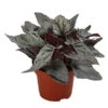 Blattbegonie - Begonia Rex-Hybride 'Arctic Breeze' -Gardena Store 8760985 WE FS 001 BegoniaArcticBreeze Blattbegonie