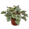 Blattbegonie - Begonia Rex-Hybride 'Asian Tundra' -Gardena Store 8761017 WE FS 001 BegoniaAsianTundra Blattbegonie
