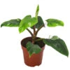 Baumfreund - Philodendron 'White Princess' -Gardena Store 8763815 WE FS 001 PhilodendronWhitePrincessT17