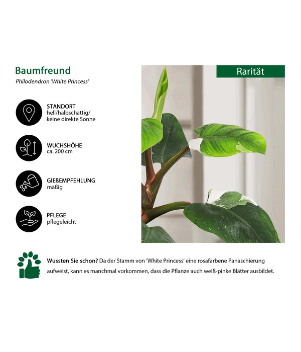 Baumfreund - Philodendron 'White Princess' 5 Baumfreund - Philodendron 'White Princess' – Bild 3