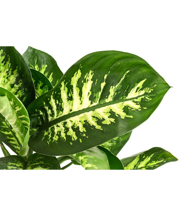 Dieffenbachie - Dieffenbachia 'Tropic Snow' 4 Dieffenbachie - Dieffenbachia 'Tropic Snow' – Bild 2