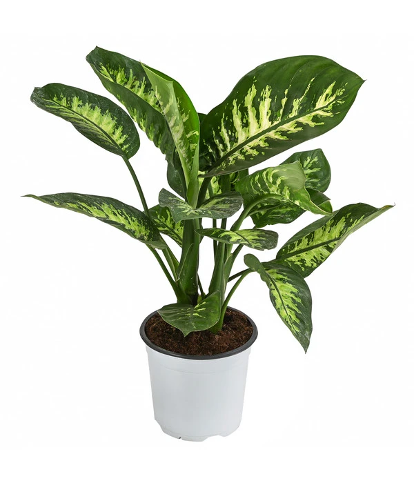 Dieffenbachie - Dieffenbachia 'Tropic Snow' 3 Dieffenbachie - Dieffenbachia 'Tropic Snow'