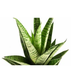 Bogenhanf - Sansevieria-Hybride 'Tough Lady' -Gardena Store 8764730 PR DE 001 SansevieriaToughLadyT12DehnerExpressHerzig