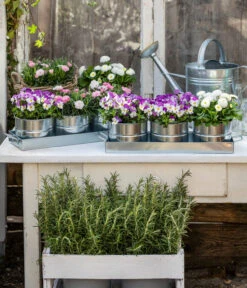 Gänseblümchen, Gefüllt 14 Gänseblümchen, Gefüllt -Gardena Store 8808685 WE MO 001 HornveilchenBellisNelke