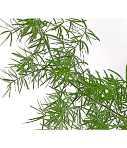 Zierspargel -Gardena Store 8809378 PR DE 001 ZierspargelAsparagusSprengeriT1DehnerExpressHerzig