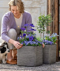 Vergissmeinnicht 'Myomark' -Gardena Store 8809386 WE MO 001 FrueheFarbenBlau