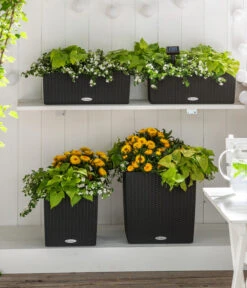 Schneeflockenblume -Gardena Store 8809592 8824500 WE MO 001 SuteraSchneefloeckchenWeiss GC07 2022 01