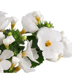 Schneeflockenblume -Gardena Store 8809592 WE DE 002 SchneefloeckchenWeiss