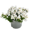 Schneeflockenblume 1 Schneeflockenblume -Gardena Store 8809592 WE FS 001 Schneeflockenblume