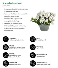 Schneeflockenblume -Gardena Store 8809592 WE IG 001 Schneeflockenblume