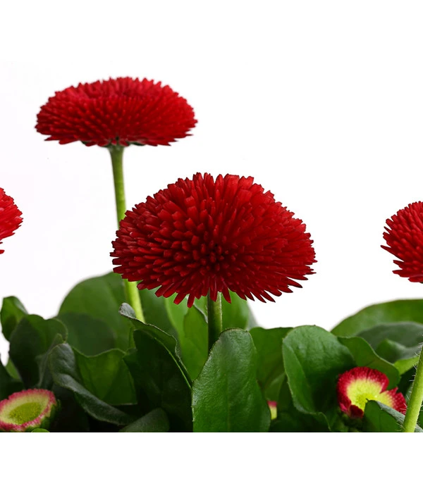 Gänseblümchen, Gefüllt 10 Gänseblümchen, Gefüllt – Bild 8