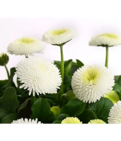 Gänseblümchen, Gefüllt 16 Gänseblümchen, Gefüllt -Gardena Store 8810079 PR DE 003 BellisGefuelltT11DehnerExpressHerzig