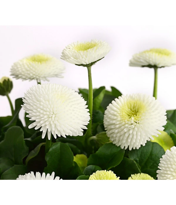 Gänseblümchen, Gefüllt 9 Gänseblümchen, Gefüllt – Bild 7