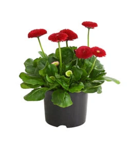 Gänseblümchen, Gefüllt 11 Gänseblümchen, Gefüllt -Gardena Store 8810079 PR FS 002 BellisGefuelltT11DehnerExpressHerzig