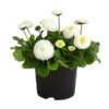 Gänseblümchen, Gefüllt -Gardena Store 8810079 PR FS 003 BellisGefuelltT11DehnerExpressHerzig