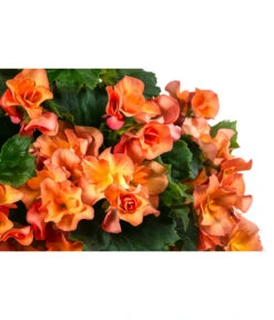 Wandhänger Mit Hängebegonien, Verschiedene Sorten -Gardena Store 8810988 WE DE 001 HaengebegonieWandhaengerorange