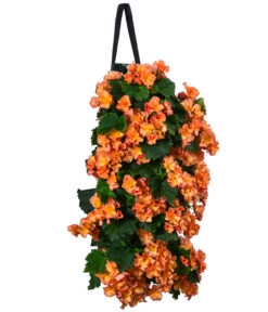 Wandhänger Mit Hängebegonien, Verschiedene Sorten -Gardena Store 8810988 WE FS 001 HaengebegonieWandhaengerorange
