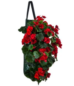 Wandhänger Mit Hängebegonien, Verschiedene Sorten -Gardena Store 8810988 WE FS 001 HaengebegonieWandhaengerrot
