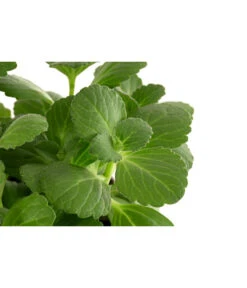 Verpiss-Dich-Pflanze -Gardena Store 8811135 WE DE 001 VerpissDichPflanzeT11