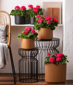 Stehende Geranie 'Rosenmädchen' -Gardena Store 8813347 6895643 WE MO 001 GeranieRosenmaedchen