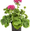 Stehende Geranie 'Rosenmädchen' 1 Stehende Geranie 'Rosenmädchen' -Gardena Store 8813347 PR FS 001 GeranieRosenmaedchenPelargoniumT12DehnerExpressHerzig