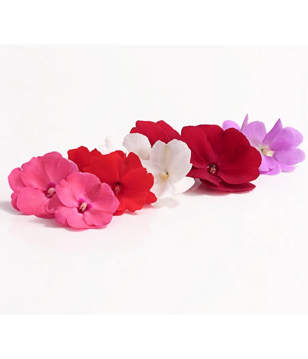 Edellieschen, Verschiedene Farben 11 Edellieschen, Verschiedene Farben – Bild 9