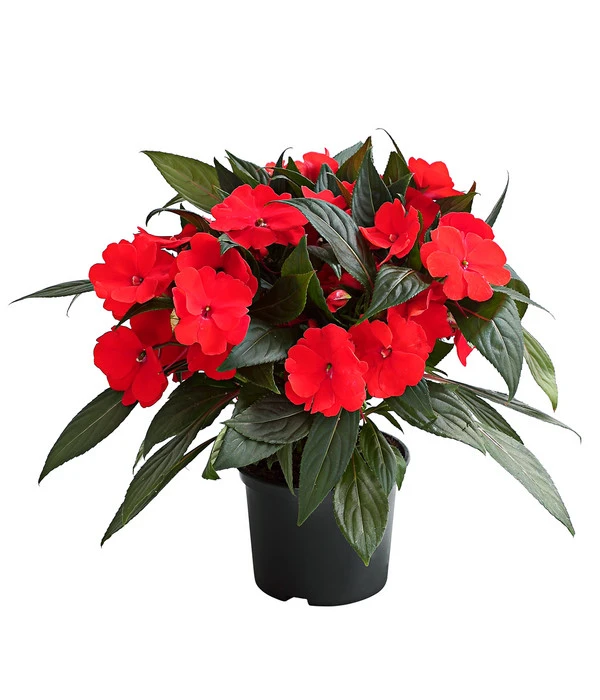 Edellieschen, Verschiedene Farben 3 Edellieschen, Verschiedene Farben