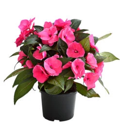 Edellieschen, Verschiedene Farben 12 Edellieschen, Verschiedene Farben -Gardena Store 8814634 WE FS 002 EdellieschenImpatiensNeuguineaT12DehnerExpressHerzig