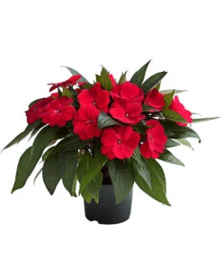 Edellieschen, Verschiedene Farben 13 Edellieschen, Verschiedene Farben -Gardena Store 8814634 WE FS 003 EdellieschenImpatiensNeuguineaT12DehnerExpressHerzig