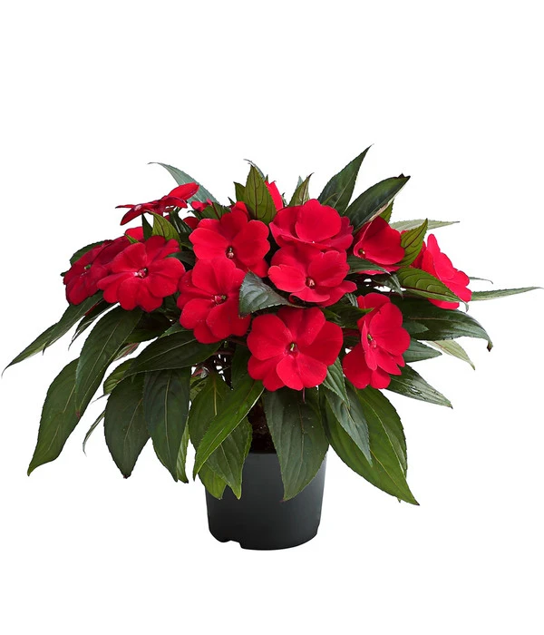 Edellieschen, Verschiedene Farben 5 Edellieschen, Verschiedene Farben – Bild 3