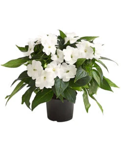 Edellieschen, Verschiedene Farben 14 Edellieschen, Verschiedene Farben -Gardena Store 8814634 WE FS 004 EdellieschenImpatiensNeuguineaT12DehnerExpressHerzig