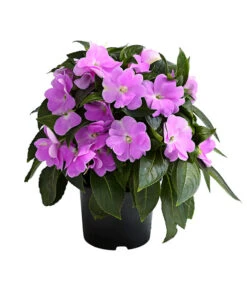 Edellieschen, Verschiedene Farben 15 Edellieschen, Verschiedene Farben -Gardena Store 8814634 WE FS 005 EdellieschenImpatiensNeuguineaT12DehnerExpressHerzig