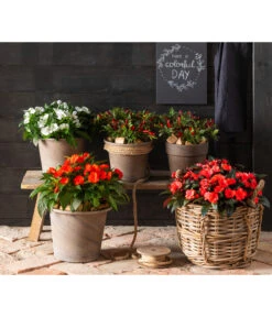 Edellieschen, Verschiedene Farben 16 Edellieschen, Verschiedene Farben -Gardena Store 8814634 WE MO 001 ImpatiensNeuGuineaEdellieschen 2021 GC15