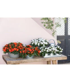 Edellieschen, Verschiedene Farben 18 Edellieschen, Verschiedene Farben -Gardena Store 8814634 WE MO 001 ImpatiensT12