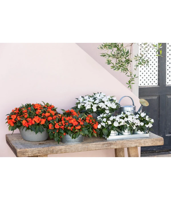 Edellieschen, Verschiedene Farben 10 Edellieschen, Verschiedene Farben – Bild 8