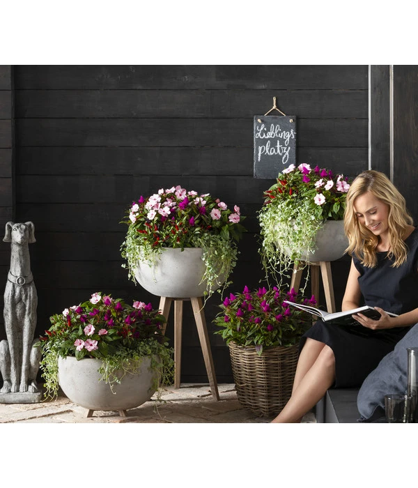 Edellieschen, Verschiedene Farben 9 Edellieschen, Verschiedene Farben – Bild 7