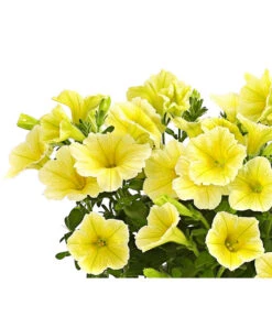 Hängepetunie, Gelb -Gardena Store 8816092 WE DE 001 HaengepetunieGelbOWDehnerExpressHerzig