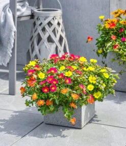 Portulakröschen 14 Portulakröschen -Gardena Store 8817199 8827271 WE MO 002 PortulakroeschenPortulacaT11 T14Premium