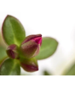 Portulakröschen 17 Portulakröschen -Gardena Store 8817199 WE DE 001 PortulacaUmbraticolaT11