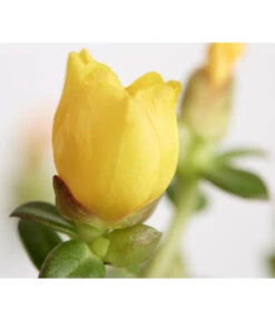 Portulakröschen 18 Portulakröschen -Gardena Store 8817199 WE DE 003 PortulacaUmbraticolaT11