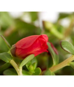 Portulakröschen 19 Portulakröschen -Gardena Store 8817199 WE DE 004 PortulacaUmbraticolaT11