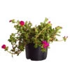 Portulakröschen 1 Portulakröschen -Gardena Store 8817199 WE FS 001 PortulacaUmbraticolaT11