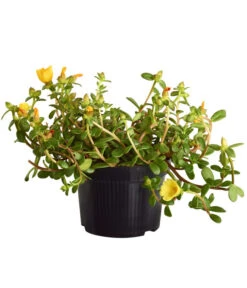 Portulakröschen 12 Portulakröschen -Gardena Store 8817199 WE FS 002 PortulacaUmbraticolaT11